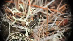 Brittain's Cuckoo Nomad Bee thumbnail 4
