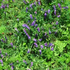 hairy vetch thumbnail 2