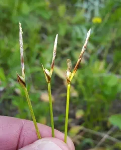 Geyer's sedge thumbnail 2