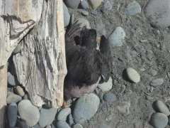 Cassin's Auklet thumbnail 3