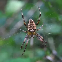 Cross Orbweaver thumbnail 2