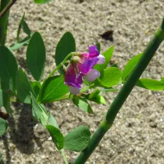 seaside pea thumbnail 3