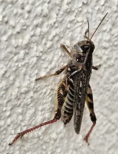 Gladston's Spur-throat Grasshopper thumbnail 4