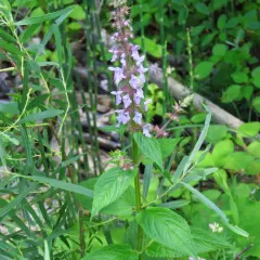 American germander thumbnail 2