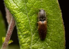 Muddy Click Beetle thumbnail 3