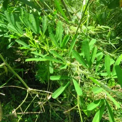 Chinese bushclover thumbnail 3