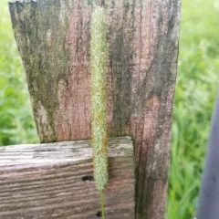 Timothy grass thumbnail 3