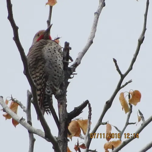 Northern Flicker