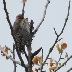 Northern Flicker thumbnail 1