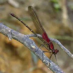American Rubyspot thumbnail 4