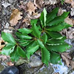 chestnut oak thumbnail 4