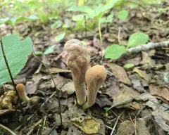 common club coral fungus thumbnail 4