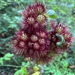 spiny rose gall wasp thumbnail 4
