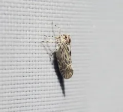 Cedusa maculata thumbnail 3