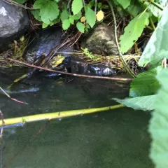 American Bullfrog thumbnail 4