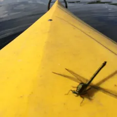 Black-shouldered Spinyleg thumbnail 4