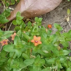 scarlet pimpernel thumbnail 2