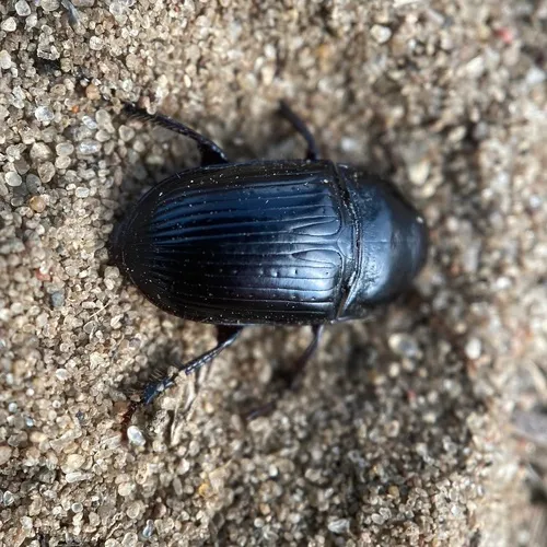 Euryderus grossus