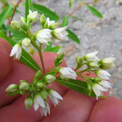 hemp dogbane thumbnail 4