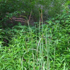 big bluestem thumbnail 2