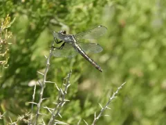 Comanche Skimmer thumbnail 1