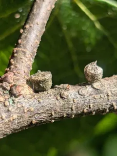 Hackberry Acorn Gall Midge thumbnail 3