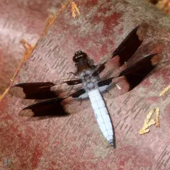 Common Whitetail thumbnail 4