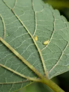 Hackberry Recumbent Gall Midge thumbnail 4