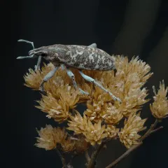 Knapweed Root Weevil thumbnail 2