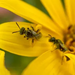 Bequaert's Fairy Bee thumbnail 1