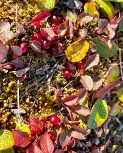 Red bearberry thumbnail 4