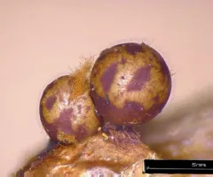 Trichia sordida thumbnail 2