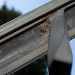 Butterfly Orbweaver thumbnail 4