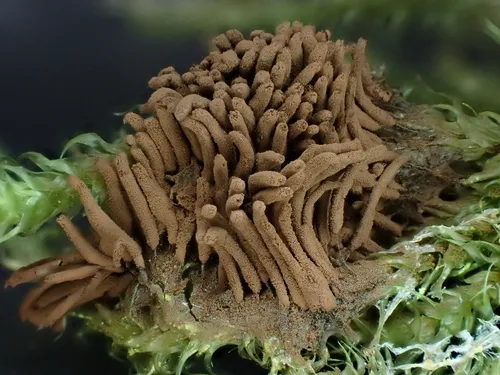 Stemonitis pallida