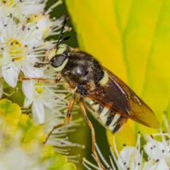 Stratiomys obesa thumbnail 1