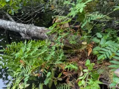European royal fern thumbnail 1