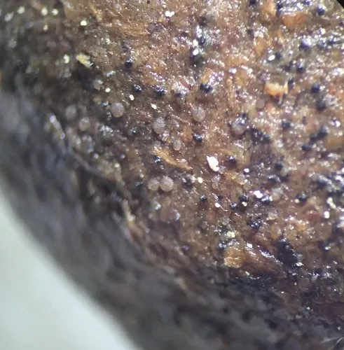 Coprotus lacteus