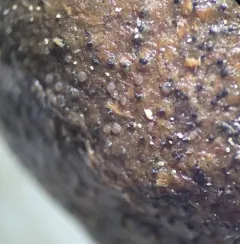 Coprotus lacteus thumbnail 1
