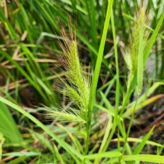 Walter's barnyard grass thumbnail 3