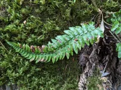 California shield fern thumbnail 2