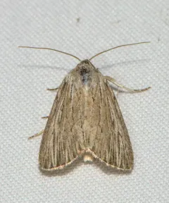 Fine-lined Sallow thumbnail 4