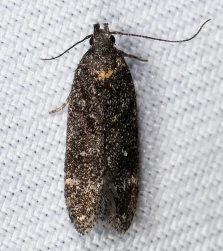 Chionodes sabinianae