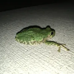 Gray Treefrog thumbnail 3