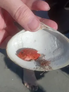 Short Bigeye thumbnail 2