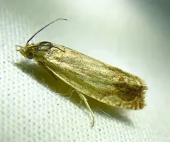 Essex Eucosma Moth thumbnail 2