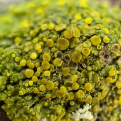 Fringed Candleflame Lichen thumbnail 4