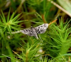 Recondite Webworm Moth thumbnail 4
