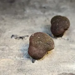 Daldinia childiae thumbnail 4