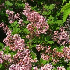 common lilac thumbnail 4