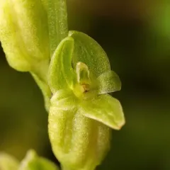 bog adder's-mouth orchid thumbnail 2